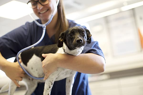 Kvinnlig veterinär med svarta glasögon undersöker en svartvit hund med stetoskop.