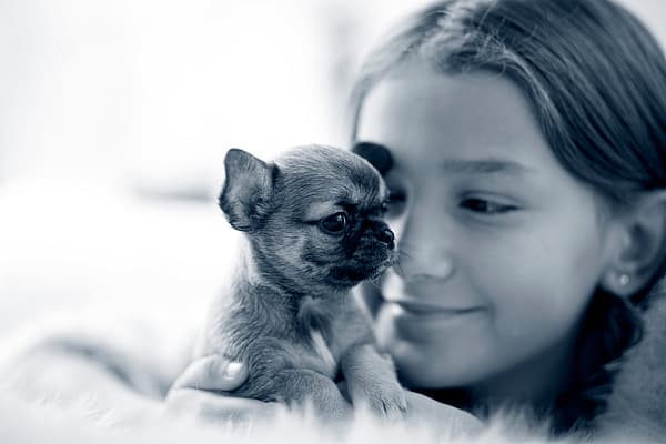 En flicka håller i en liten chihuahua valp.