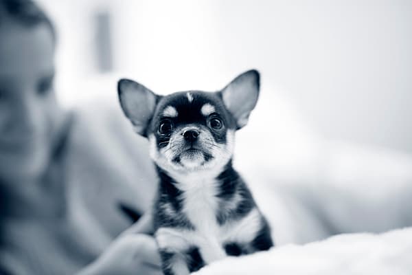 Chihuahua-valp tittar in i kameran.