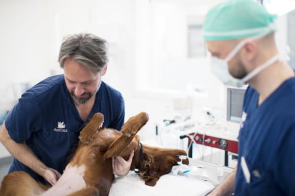 En grupp veterinärläkare undersöker en hund.