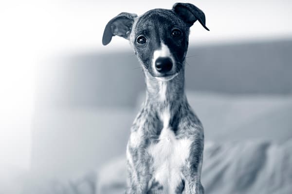 Whippet-valp sitter och tittar in i kameran.
