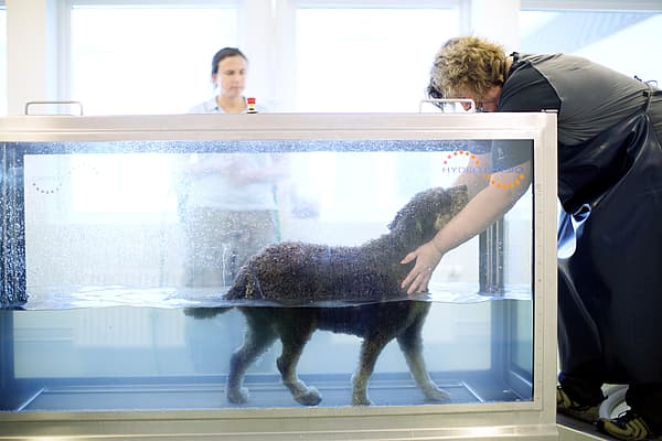 En person som rör vid en hund i ett akvarium.