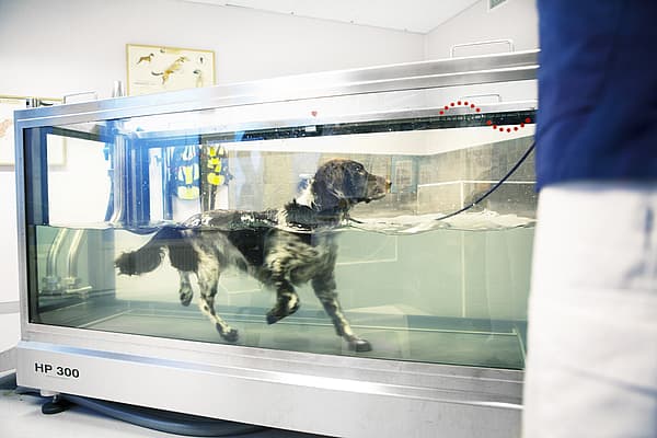 Svartvit hund i kör rehabiltering i en vattentrask.