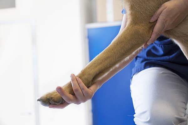 En veterinär sträcker ut en hunds ben i rehabiliteringssyfte.