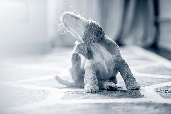En Cocker Spaniel-valp sitter på en matta och kliar sig med bakbenet.