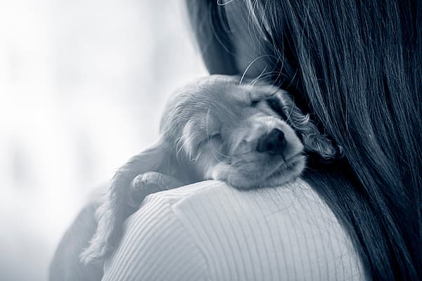 En Cavalier King Charles Spaniel valp sover på en persons axel.