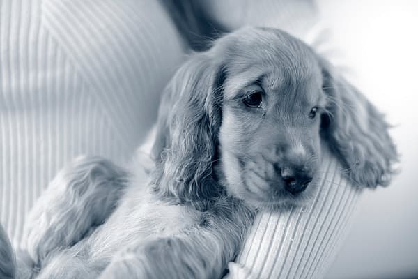 En Cocker Spaniel-valp ligger i någons famn.