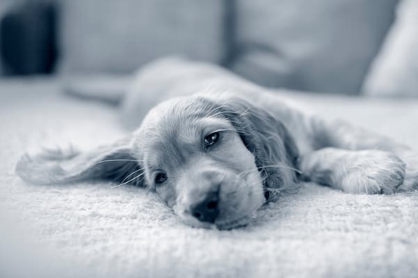 En Cocker Spaniel-valp ligger ner på en soffa.