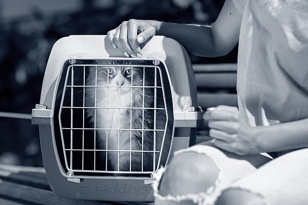 Katt i en transportbur.
