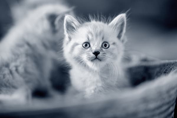 En liten ljushårig kattunge sitter ner och tittar upp. I bakgrunden kan man se en till liten kattunge men den är inte i fokus. Bilden är i svartvitt.
