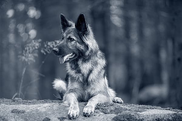 En schäfer hund ligger på en sten och blickar ut mot skogen.