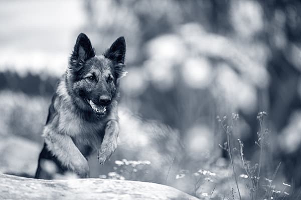 En Schäferhund hoppar över en sten ute i naturen.