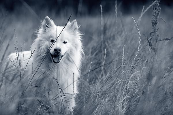 En vit hund står i gräset och ser glad ut. Bilden är i svartvitt.