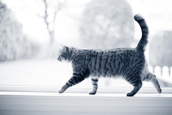 En katt går på fönsterbrädan. Bilden är i svartvitt.