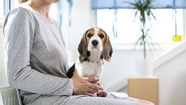 Beagle sitter på en kvinnas knä. Kvinnan har på sig en grå klänning.