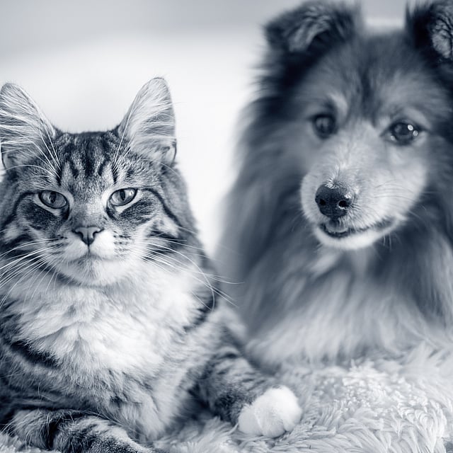 Sheltie och katt