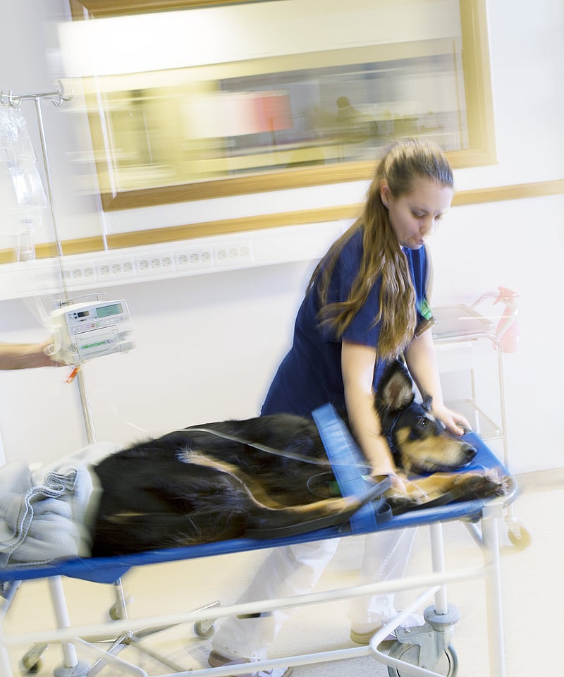 Hund ligger på en undersökningsvagn och rullas framåt av två veterinärer.