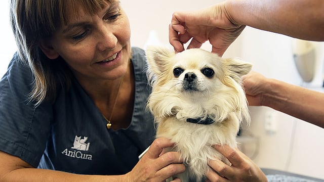 Två veterinärer undersöker en ljushårig chihuahua.