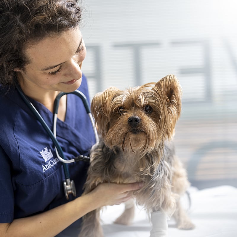 En person med ett stetoskop som håller en hund.