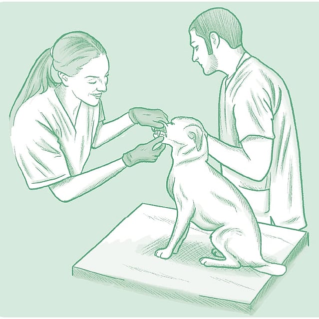 Teckning på två veterinärer som undersöker en hund. Teckningens bakgrund är grön.