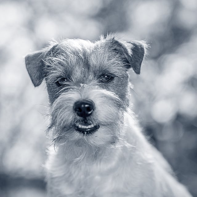 En liten och glad hund kollar mot kameran.