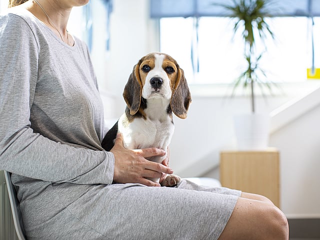Beagle sitter på en kvinnas knä. Kvinnan har på sig en grå klänning.