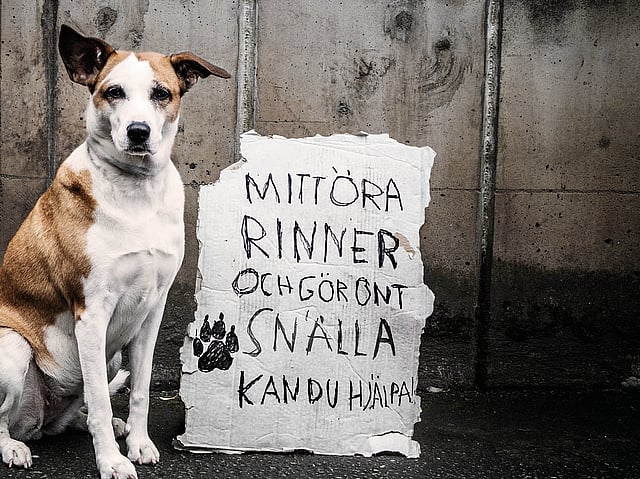 Hund sitter utomhus bredvid en skylt som säger 