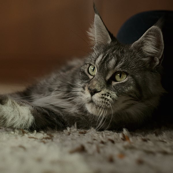 En långhårig, äldre katt med gråspräcklig päls och gröna ögon ligger avslappnat på en ljus matta. Katten har spetsiga öron med tofsar, vilket är typiskt för rasen Maine Coon.