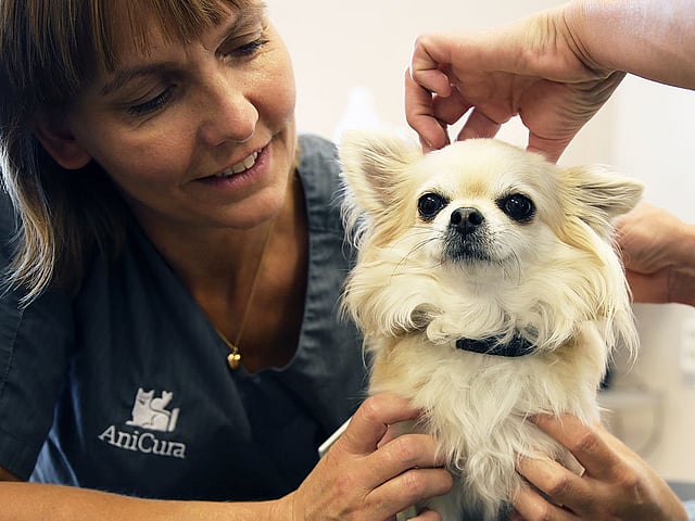 Två veterinärer undersöker en ljushårig chihuahua.