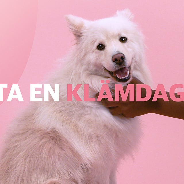 En hand klappar en hund.