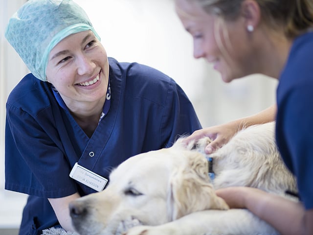 Två kvinnliga veterinärer klappar en ljushårig större hund som ligger ner. Veterinärerna har blåa vårdkläder och ler.