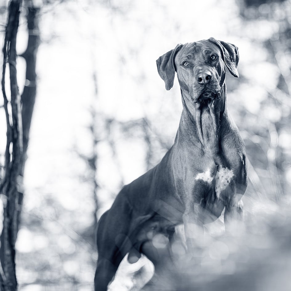 Stor hund ute i naturen. Bilden är i svartvitt.