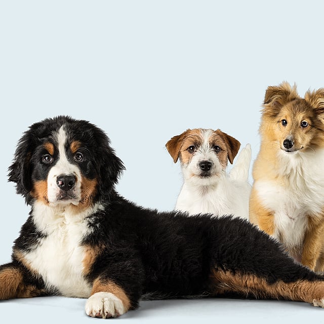 Tre valpar, en berner sennenhund, en jack russell terrier och en shetland sheepdog kollar mot kameran.