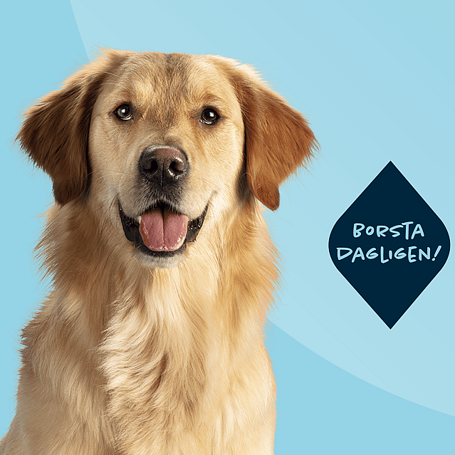 En brunhårig golden retriever står framför en blå bakgrund. Till höger om den finns det en textruta där det står