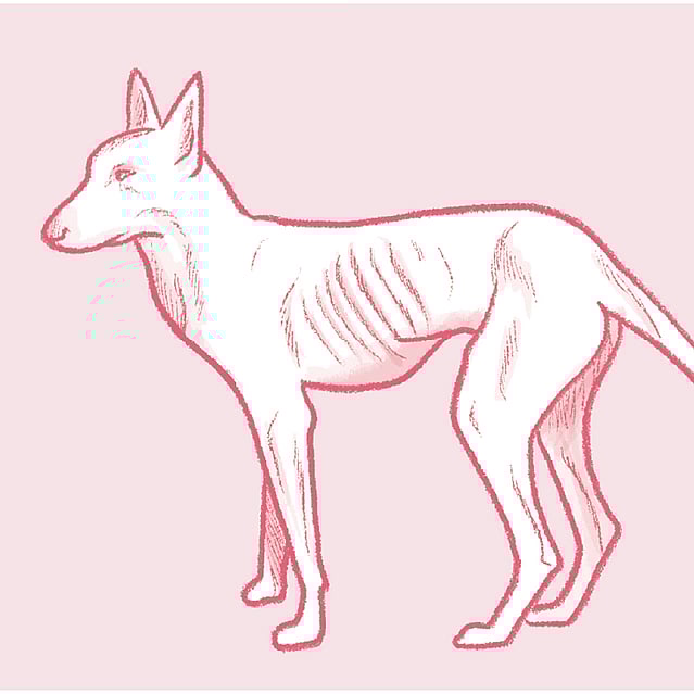 Röd teckning på en väldigt smal hund. Hundens revben syns på teckningen.