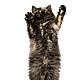 Foto av Cornelia Stei, Leg.veterinär