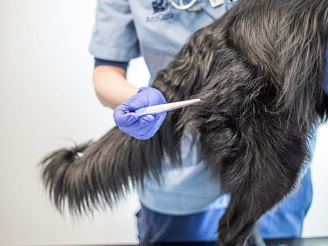 En veterinär iklädd ljusblåa vårdkläder tar temperaturen på en svart lurvig hund. Temperaturen tas genom att föra termometern i hundens anus.