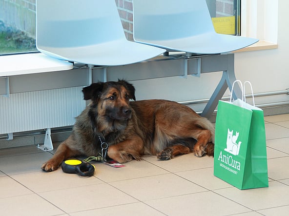 En långhårig tvåfärgad större hund ligger under två ljusblåa stolar på en djurklinik. Vid den syns en grön papperspåse där det står 