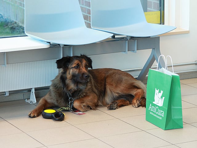 En långhårig tvåfärgad större hund ligger under två ljusblåa stolar på en djurklinik. Vid den syns en grön papperspåse där det står 