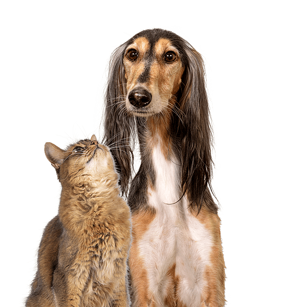 Hund och katt