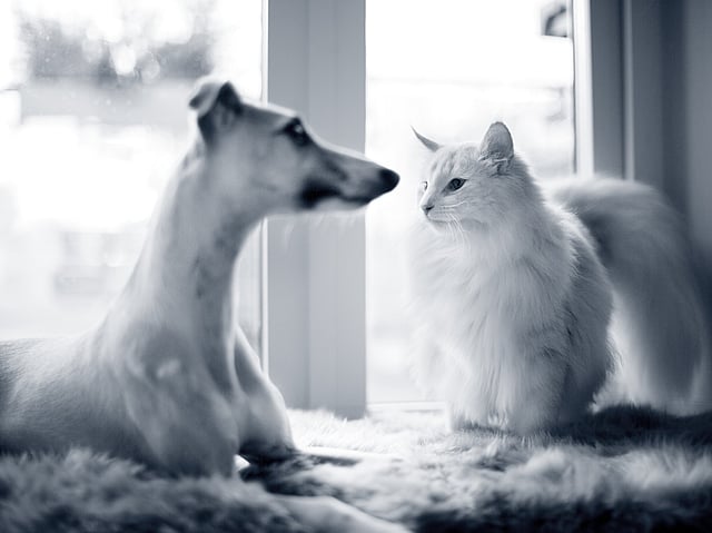 En hund och katt som tittar på varandra.