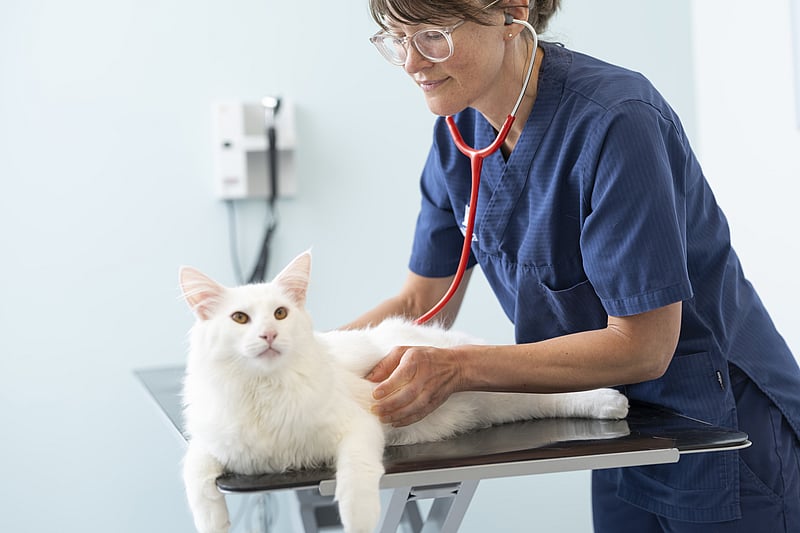 Kvinnlig veterinär med glasögon undersöker en vit katt med stetoskop. Katten ligger på ett undersökningsbord.