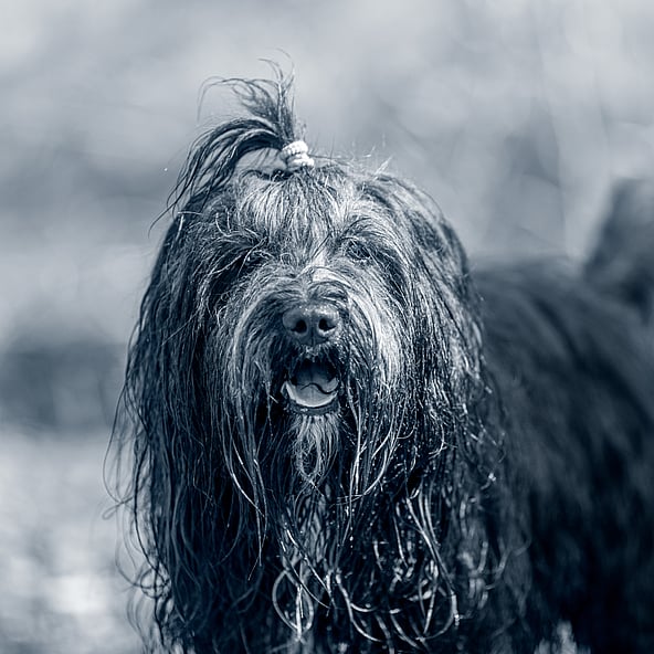 Svart, långhårig blöt hund ute i skogen.