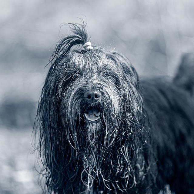 Svart, långhårig blöt hund ute i skogen.