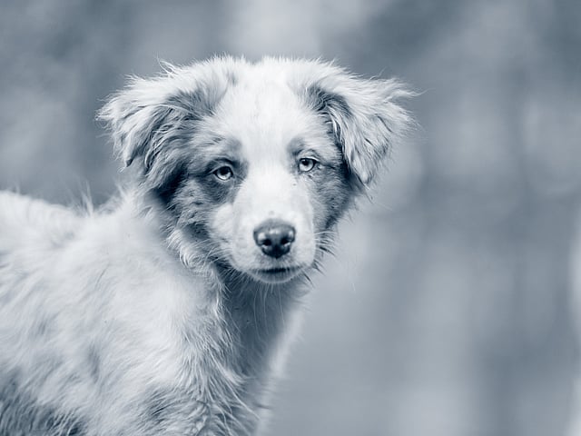 En hund som står på en sten.