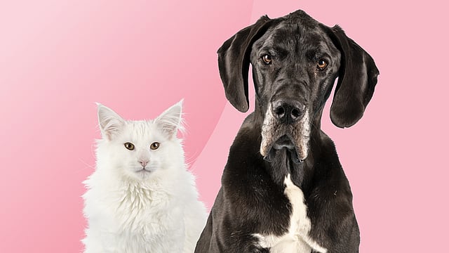 En katt och en hund sitter tillsammans.