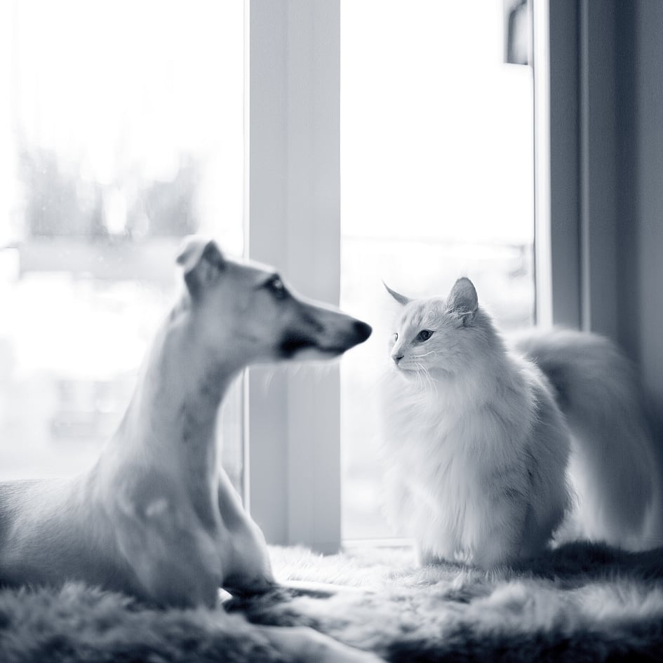 Hund och katt står vit ett fönster.