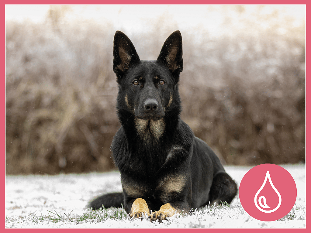En svart hund sitter i snön.