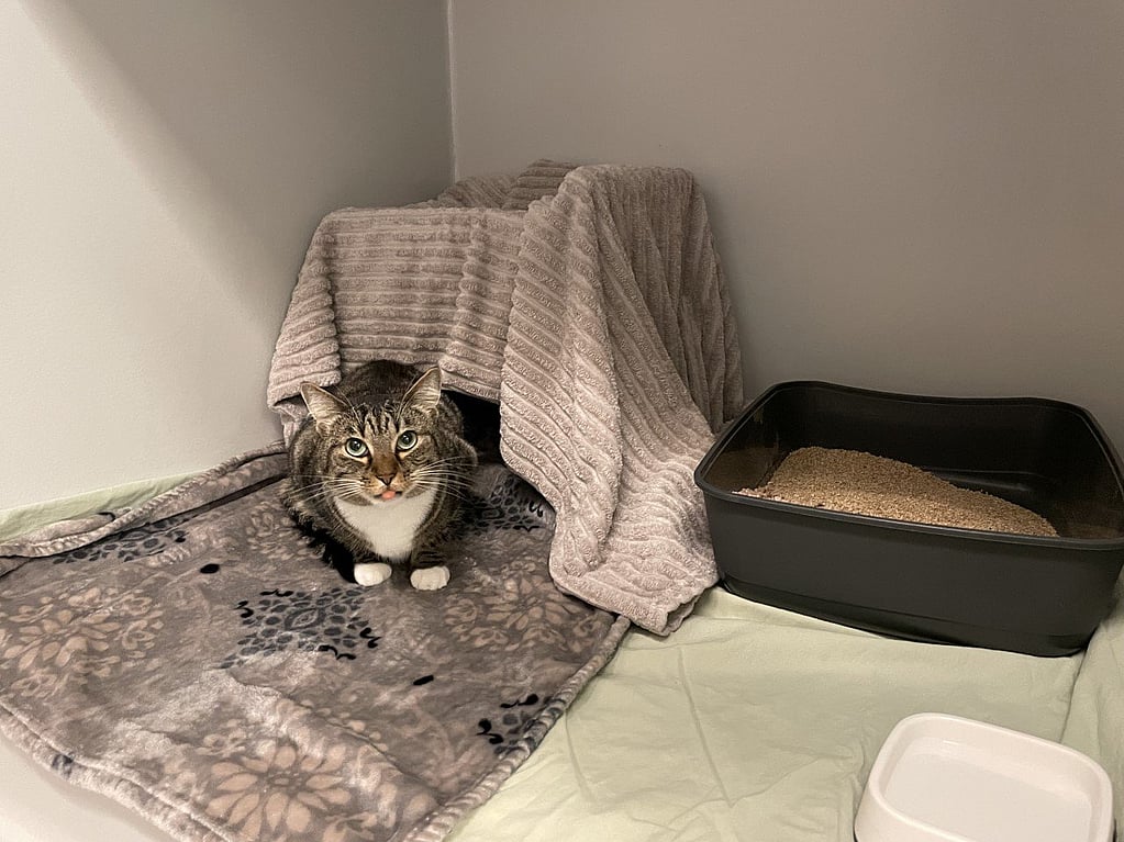 Grå katt ligger på en filt vid sin bur och sandlåda.