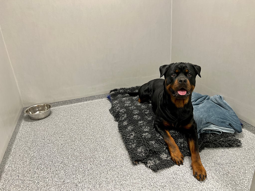 Rottweiler ligger på en filt.
